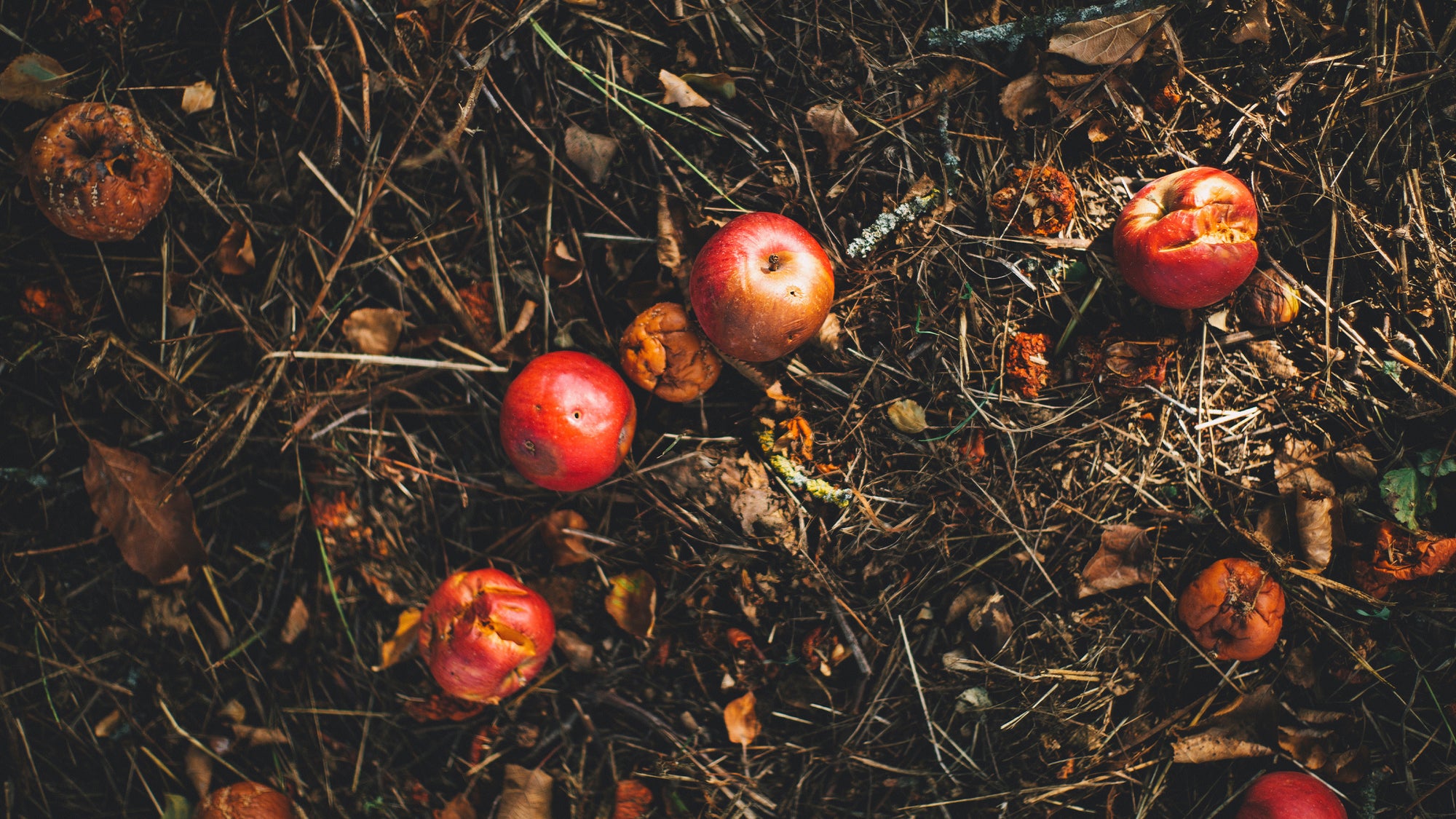 Composting 101