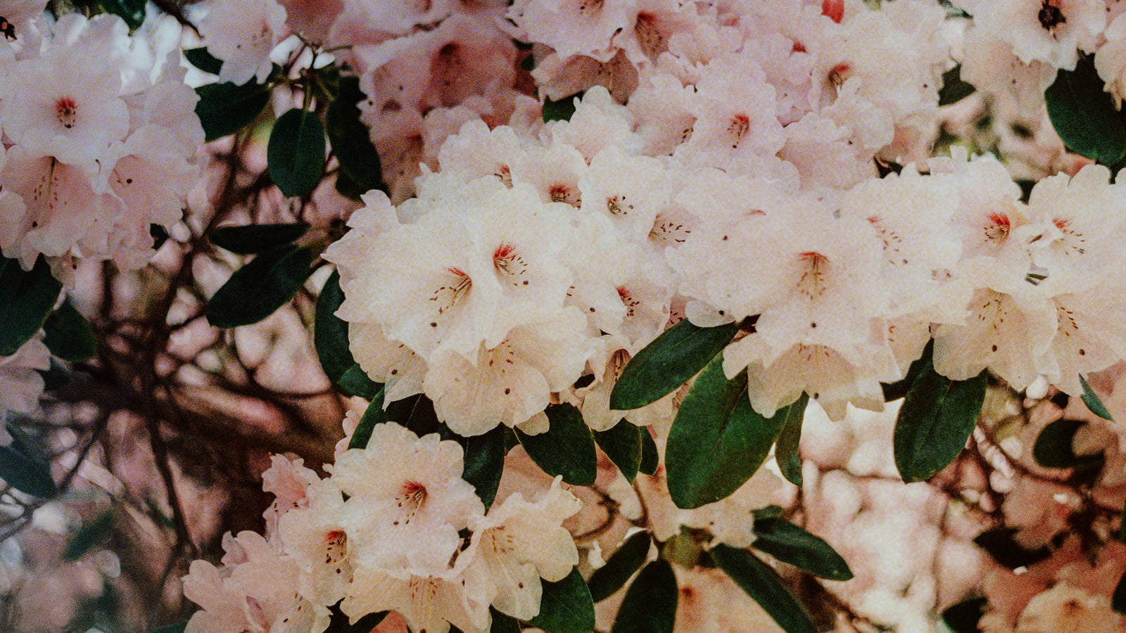 35 mm film - pink flower blossoms