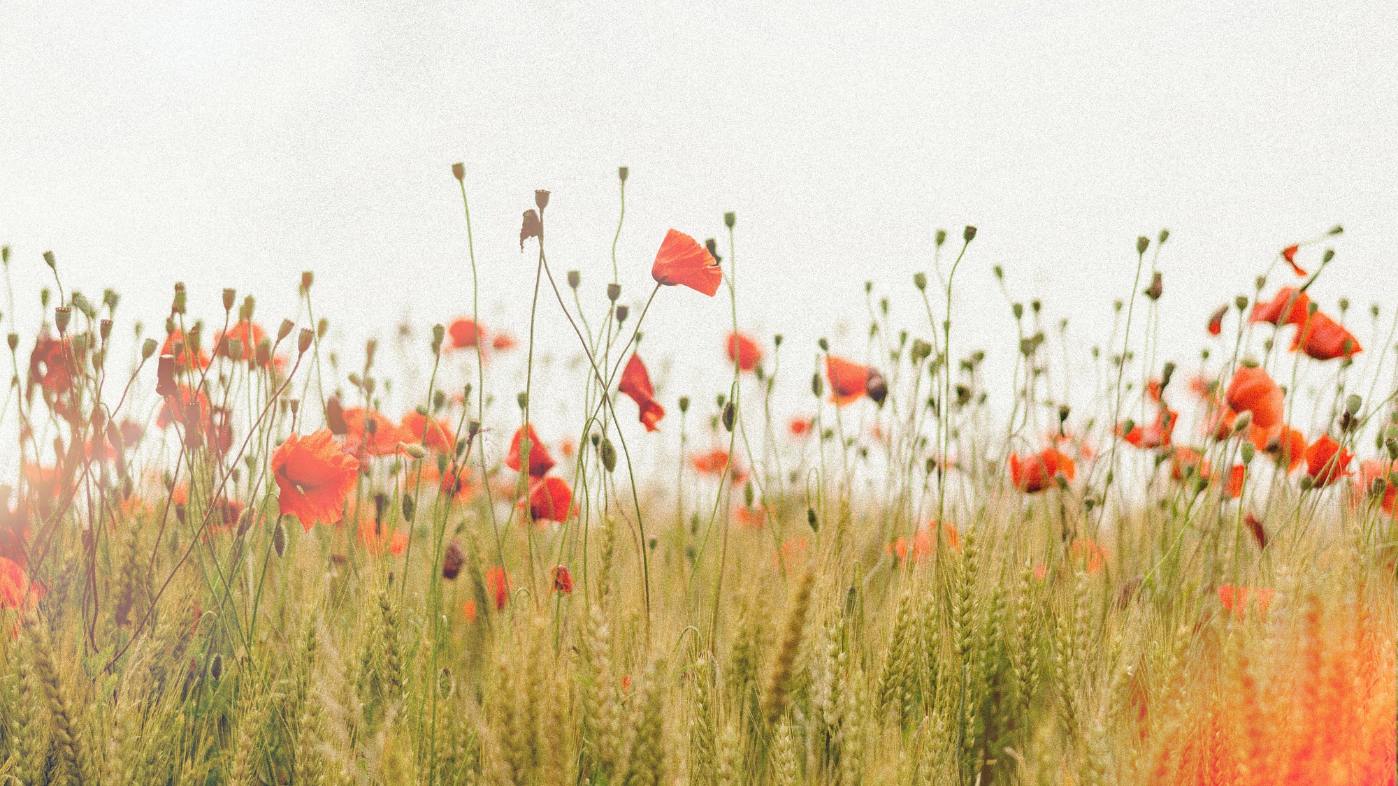 Nature setting of red poppy flower field and tall green grass