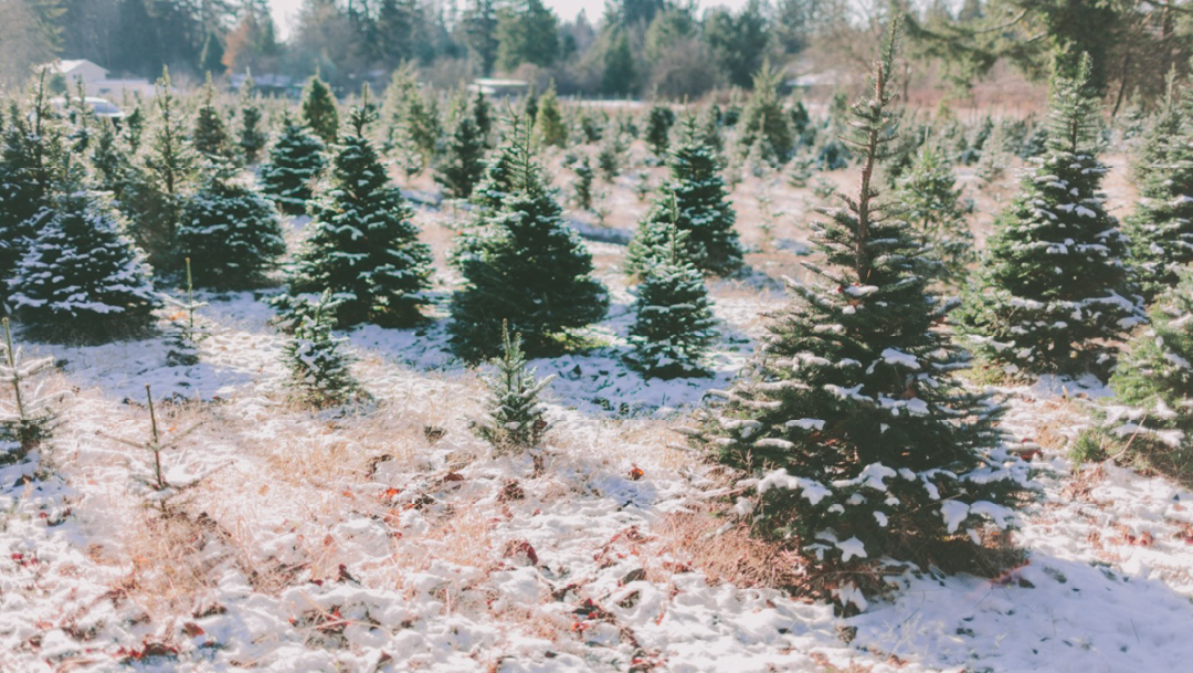 The Environmental Impact of the Holidays