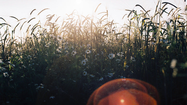 A field of tall grass with a circular lens flare.